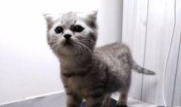 喵小吉在免费吃瓜,一场美食与欢乐的盛宴